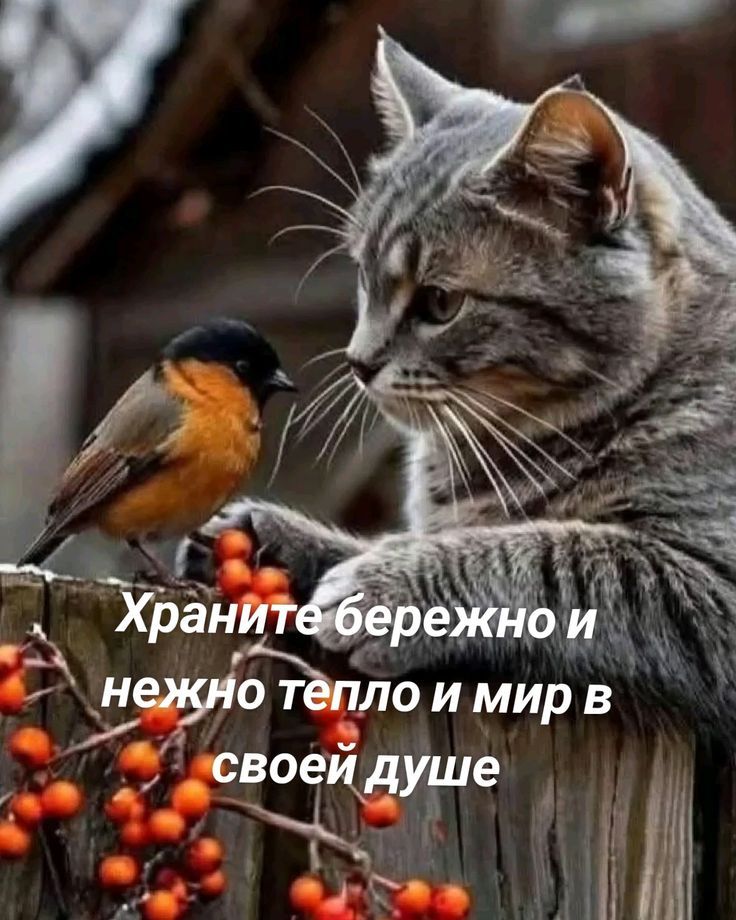 Храните бережно и нежно тепло и мир в своей душе