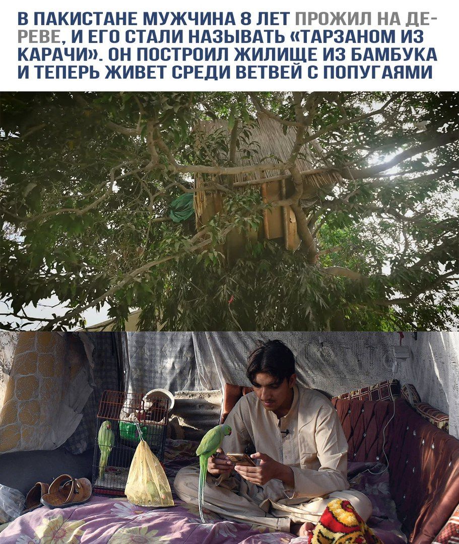 В ПАКИСТАНЕ МУЖЧИНА 8 ЛЕТ ПРОЖИЛ НА ДЕРЕВЕ, И ЕГО СТАЛИ НАЗЫВАТЬ «ТАРЗАНОМ ИЗ КАРАЧИ». ОН ПОСТРОИЛ ЖИЛИЩЕ ИЗ БАМБУКА И ТЕПЕРЬ ЖИВЕТ СРЕДИ ВЕТВЕЙ С ПОПУГАЯМИ