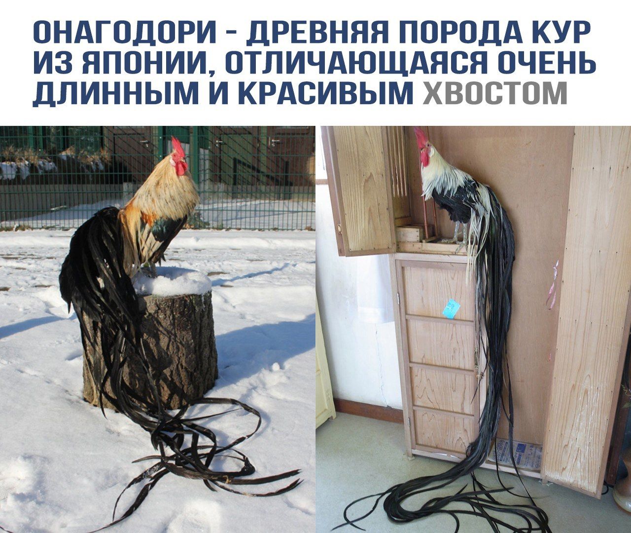 ОНАГОДОРИ - ДРЕВНЯЯ ПОРОДА КУР ИЗ ЯПОНИИ, ОТЛИЧАЮЩАЯСЯ ОЧЕНЬ ДЛИННЫМ И КРАСИВЫМ ХВОСТОМ