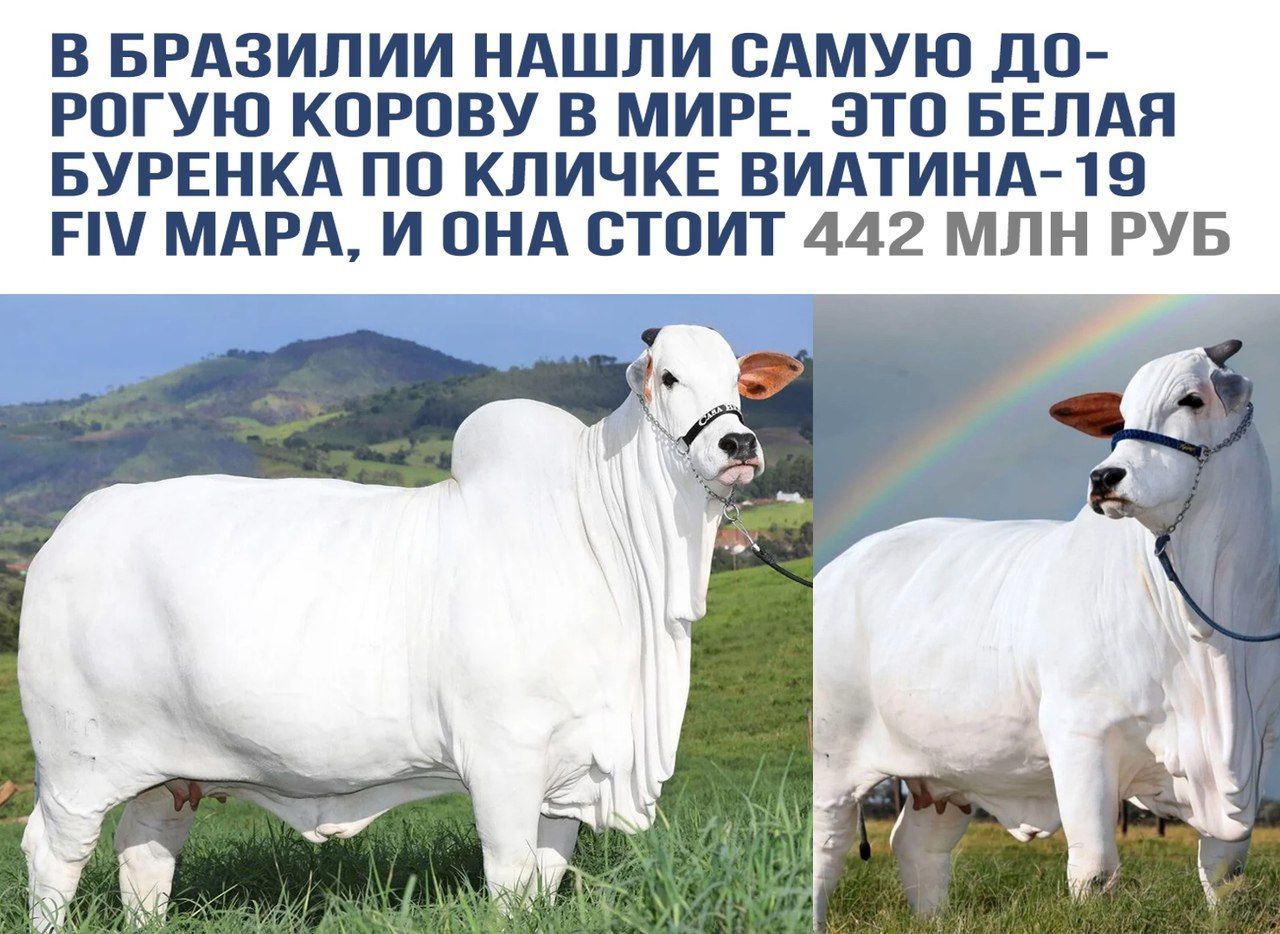 В Бразилии нашли самую дорогою корову в мире. Это белая буренка по кличке Виталина-19 FIV Мара, и она стоит 442 млн руб.