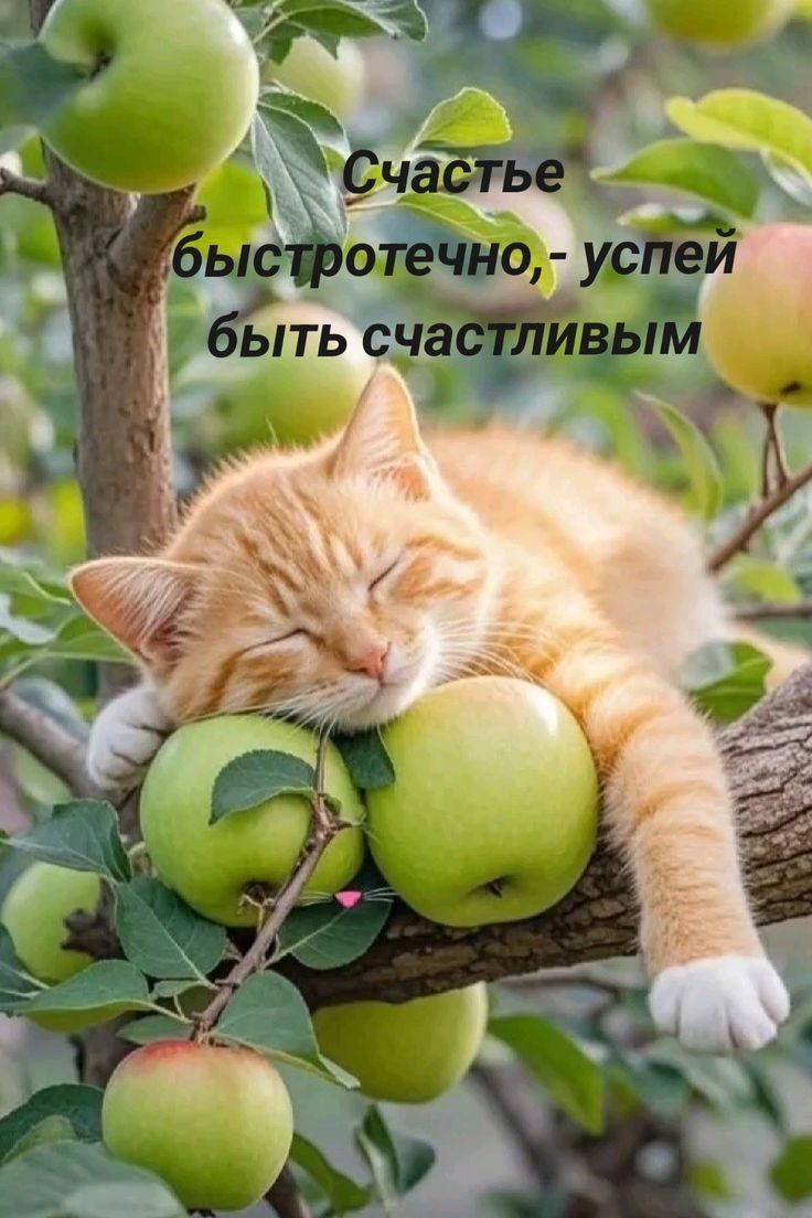 Счастье быстротечно, - успей быть счастливым