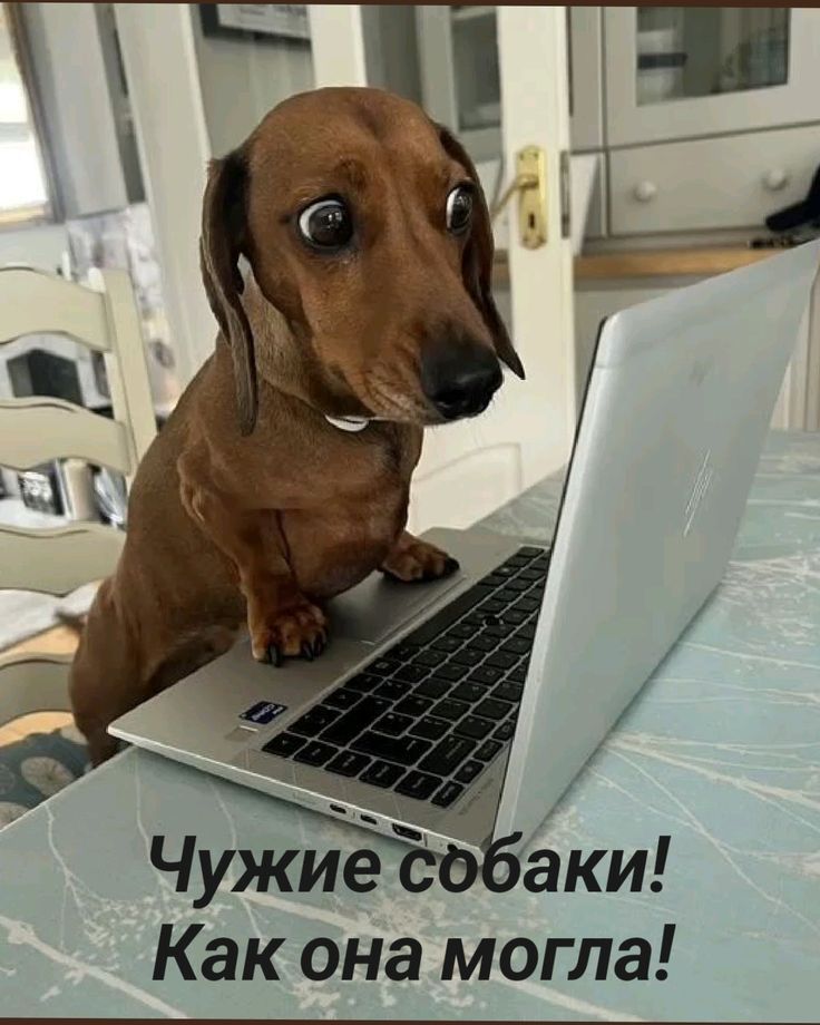 Чужие собаки! Как она могла!