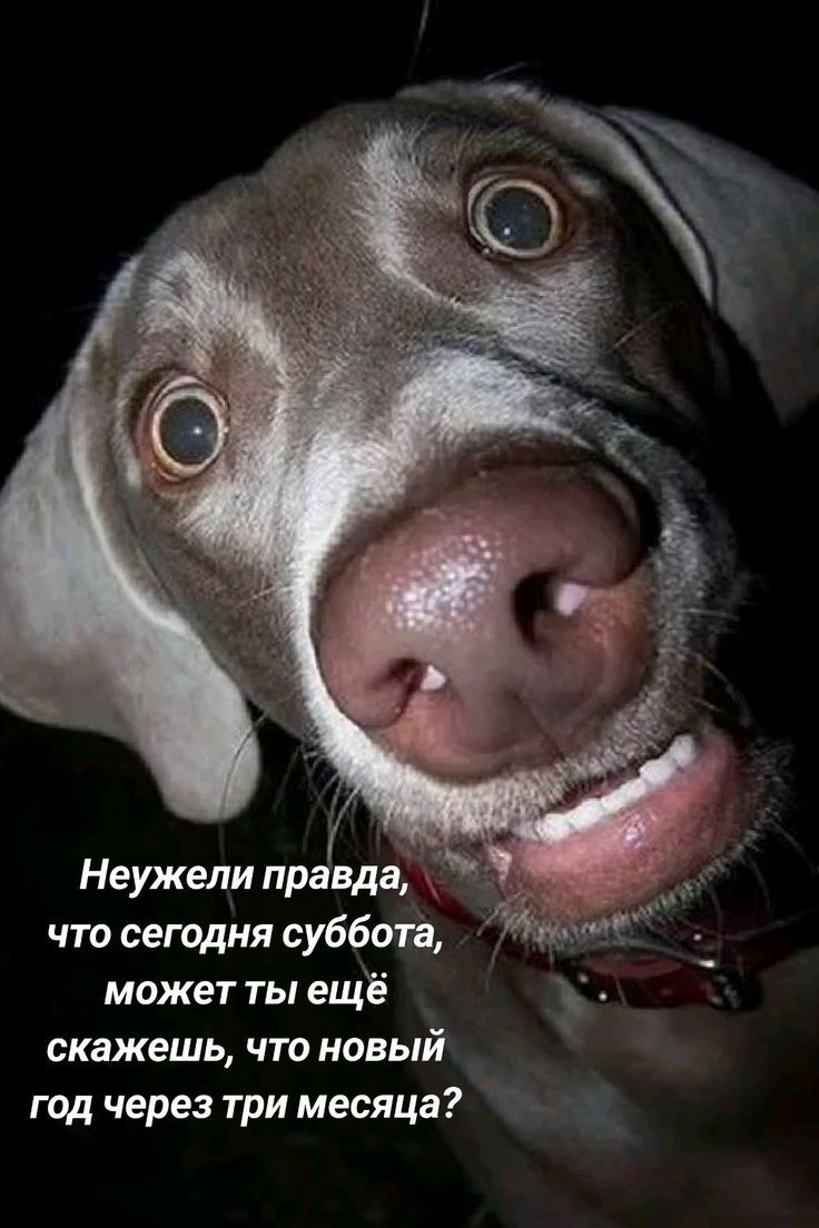 Неужели правда, что сегодня суббота, может ты ещё скажешь, что новый год через три месяца?