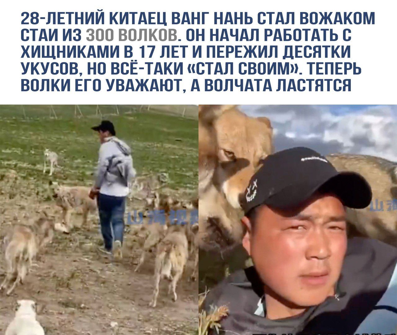 28-летний китаец Ванг Нань стал вожаком стаи из 300 волков. Он начал работать с хищниками в 17 лет и пережил десятки укусов, но всё-таки «стал своим». Теперь волки его уважают, а волчата ласкаются.