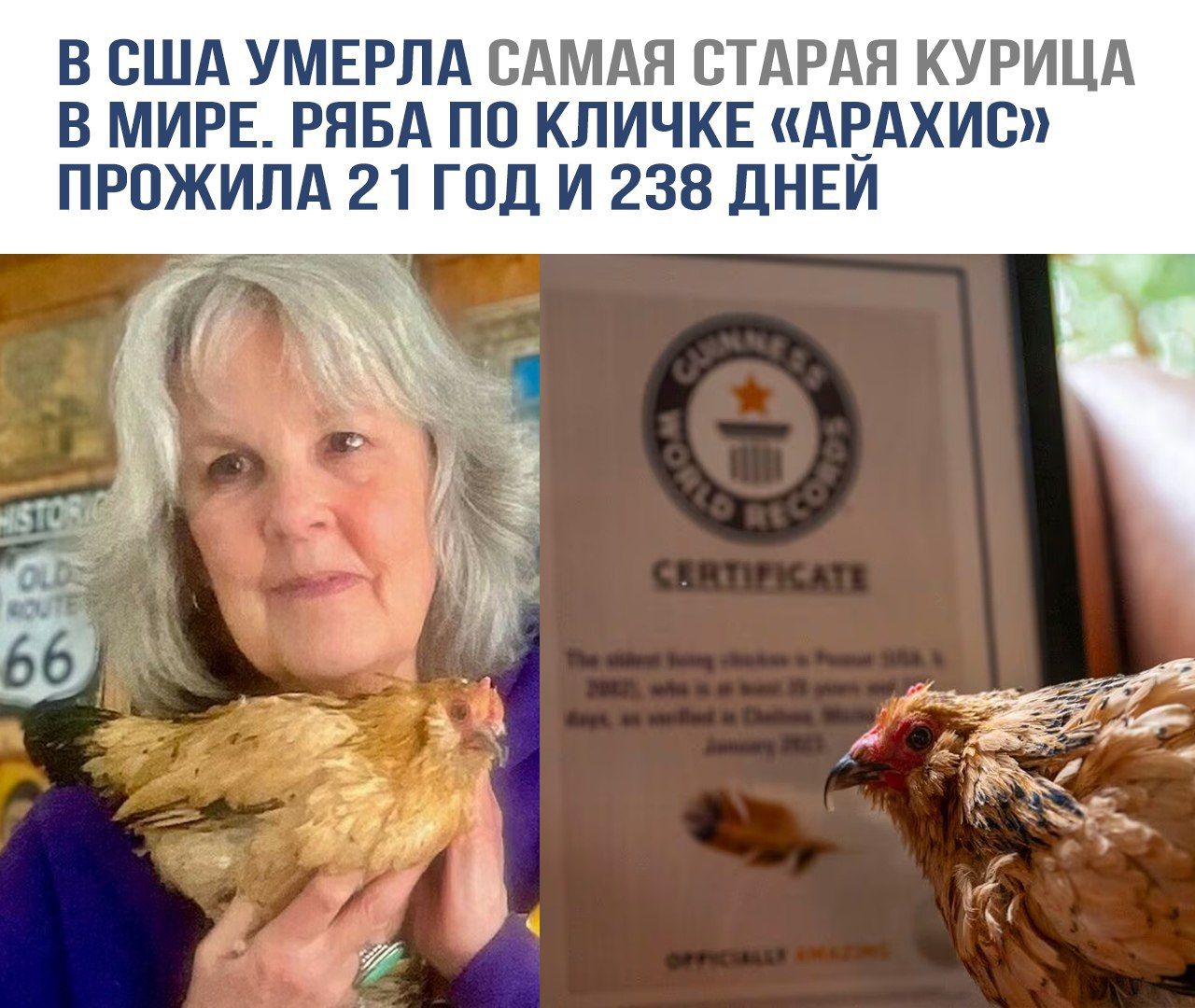 В США умерла самая старая курица в мире. Рябка по кличке «Арахис» прожила 21 год и 238 дней