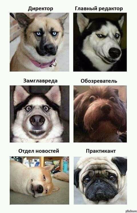 Директор
Главный редактор
Замглавреда
Обозреватель
Отдел новостей
Практикант