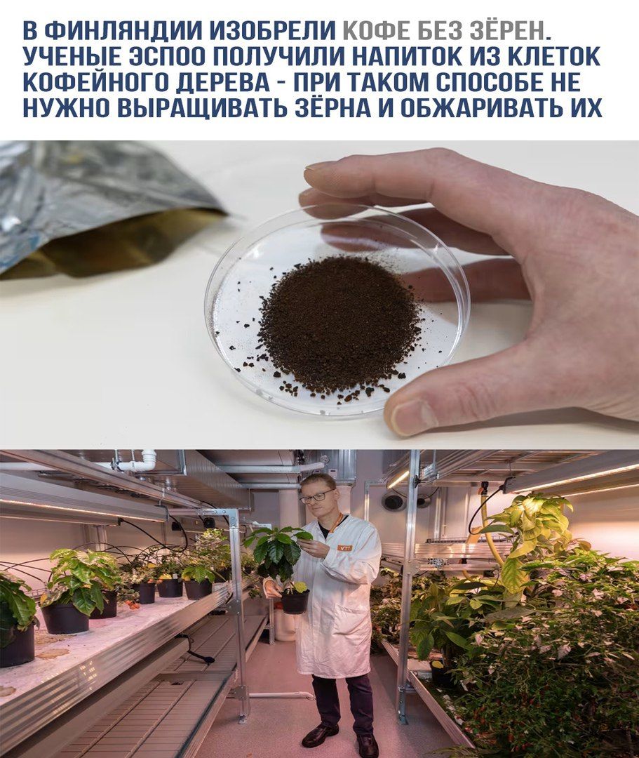 В Финляндии изобрели кофе без зёрен. Учёные эспо получили напиток из клеток кофейного дерева — при таком способе не нужно выращивать зёрна и обжаривать их.
