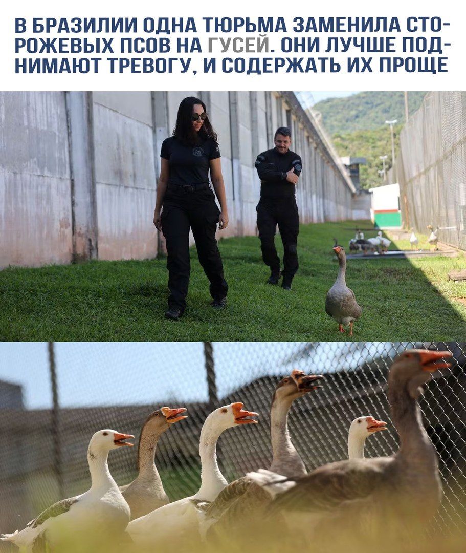 В Бразилии одна тюрьма заменила сторожевых псоов на гусях. Они лучше понимают тревогу, и содержать их проще.