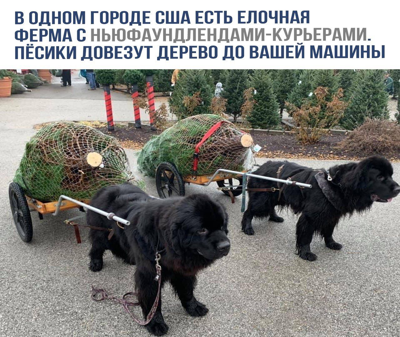 В одном городе США есть ёлочная ферма с ньюфаундлендами-курьерами. Пёсики довезут дерево до вашей машины.