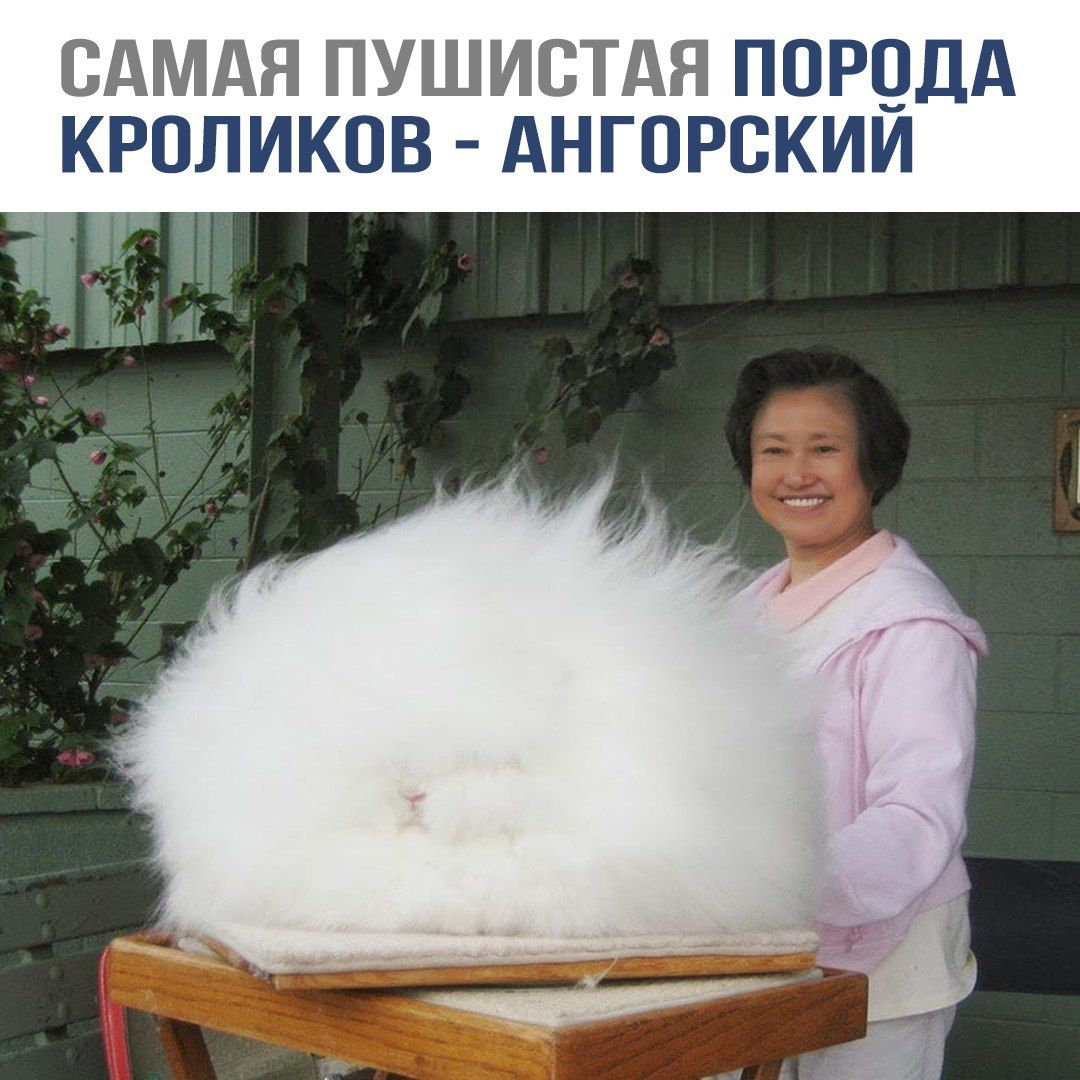САМАЯ ПУШИСТАЯ ПОРОДА КРОЛИКОВ - АНГОРСКИЙ