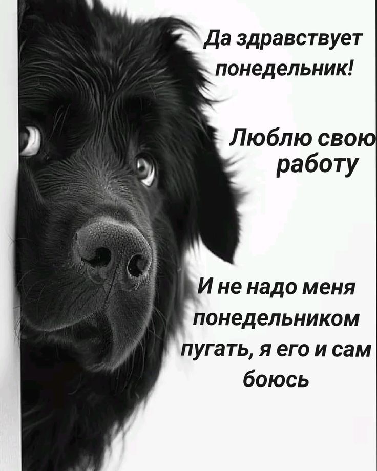 Да здравствует понедельник!
Люблю свою работу
И не надо меня понедельником пугать, я его сам боюсь