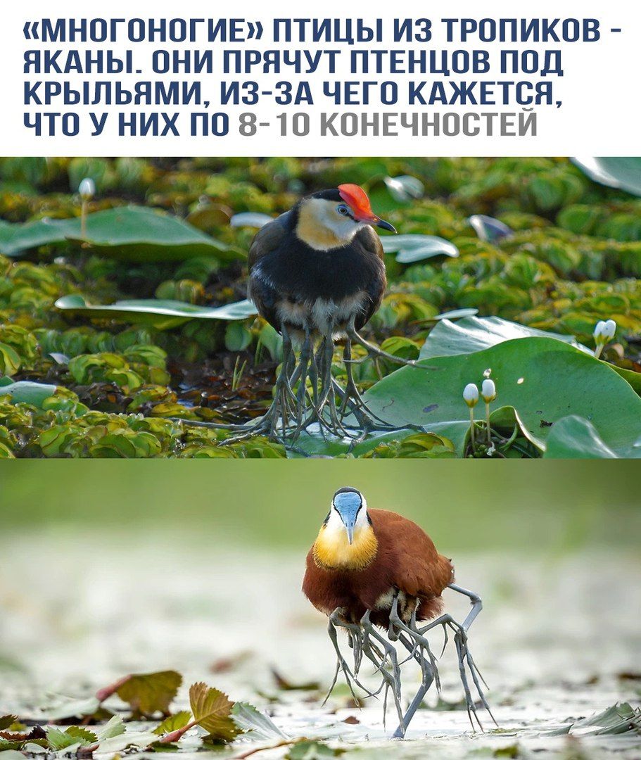 «Многоногие» птицы из тропиков - яканы. Они прячут птенцов под крыльями, из-за чего кажется, что у них по 8-10 конечностей.