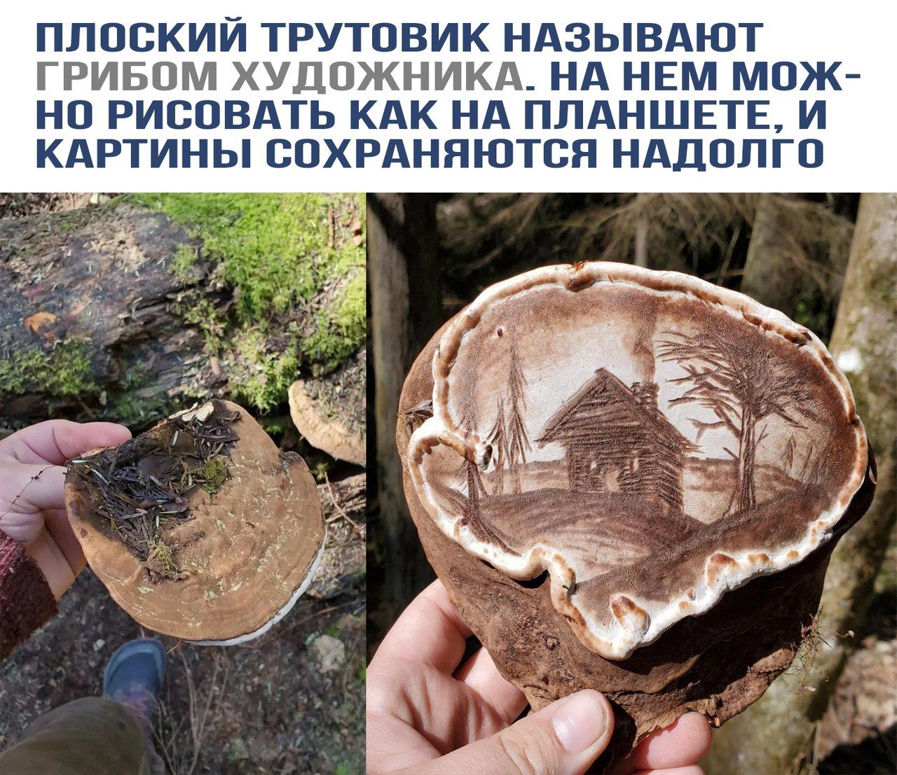 Плоский трутовик называют грибом художника. На нем можно рисовать как на планшете, и картины сохраняются надолго.