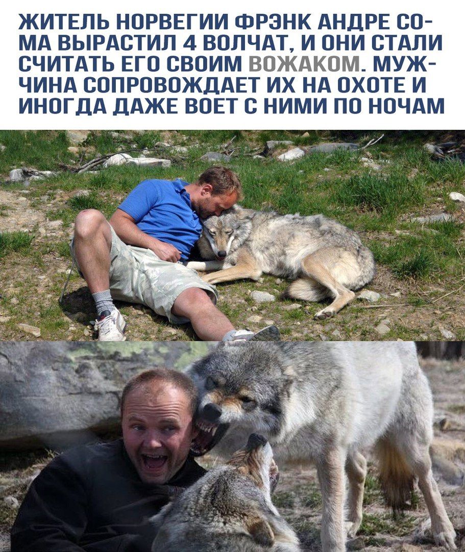 Житель Норвегии Фрэнк Андре Сома вырастил 4 волчонка, и они стали считать его своим вожаком. Мужчина сопровождает их на охоте и иногда даже воет с ними по ночам.