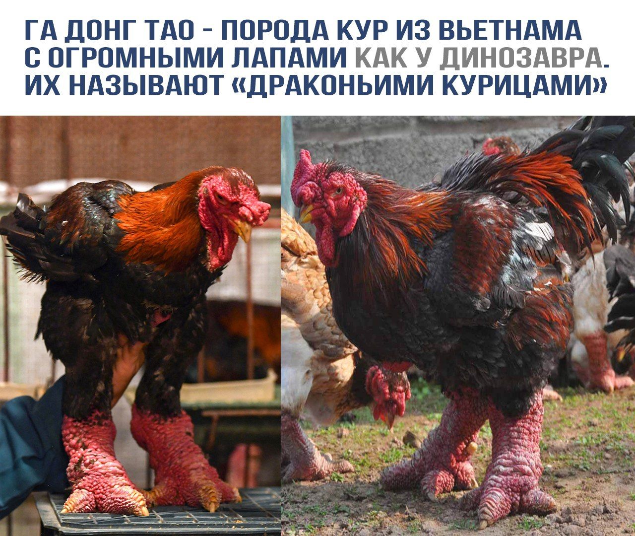 ГА ДОНГ ТАО - ПОРОДА КУР ИЗ ВЬЕТНАМА С ОГРОМНЫМИ ЛАПАМИ КАК У ДИНОЗАВРА. ИХ НАЗЫВАЮТ «ДРАКОНЬИМИ КУРИЦАМИ»