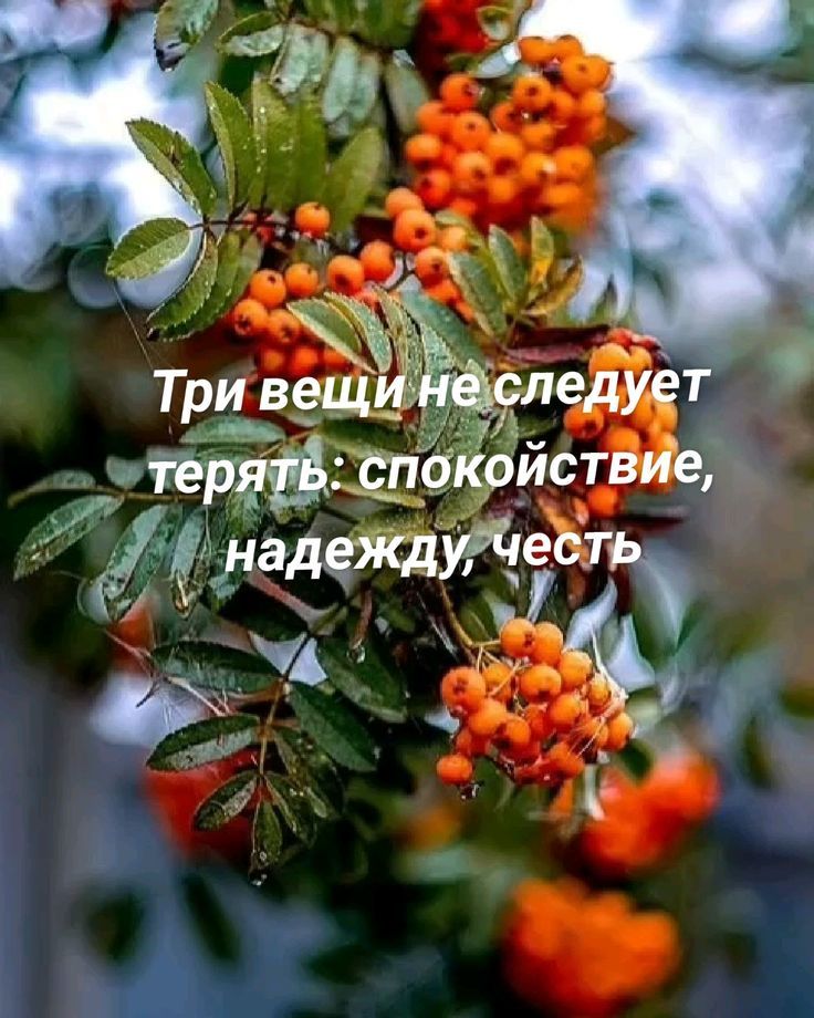 Три вещи не следует терять: спокойствие, надежду, честь