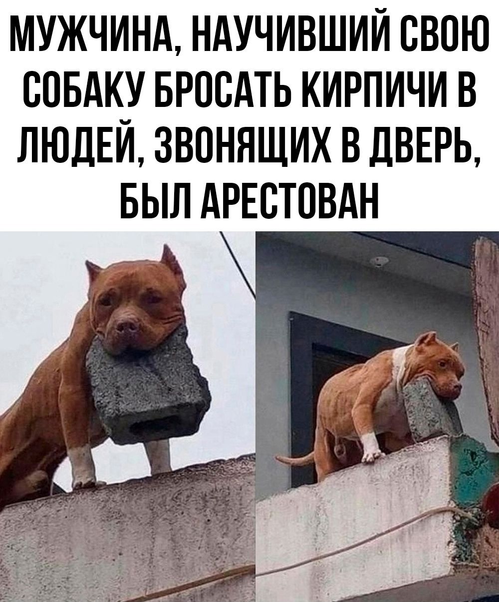 МУЖЧИНА, НАУЧИВШИЙ СВОЮ СОБУ БРОСАТЬ КИРПИЧИ В ЛЮДЕЙ, ЗВОНЯЩИХ В ДВЕРЬ, БЫЛ АРЕСТОВАН