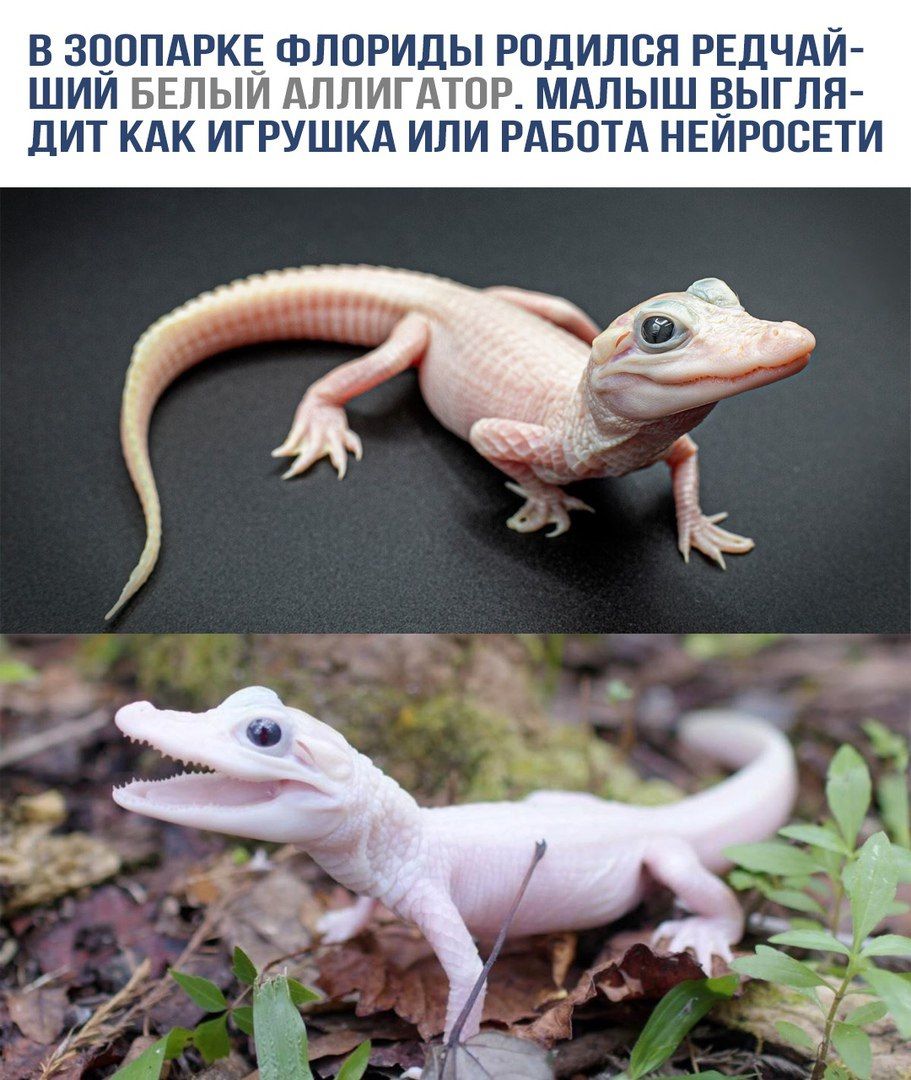 В зоопарке Флориды родился редчайший белый аллигатор. Малыш выглядит как игрушка или работа нейросети.