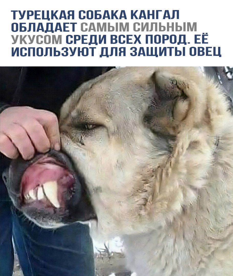 ТУРЕЦКАЯ СОБАКА КАНГАЛ ОБЛАДАЕТ САМЫМ СИЛЬНЫМ УКУСОМ СРЕДИ ВСЕХ ПОРОД. ЕЁ ИСПОЛЬЗУЮТ ДЛЯ ЗАЩИТЫ ОВЕЦ.