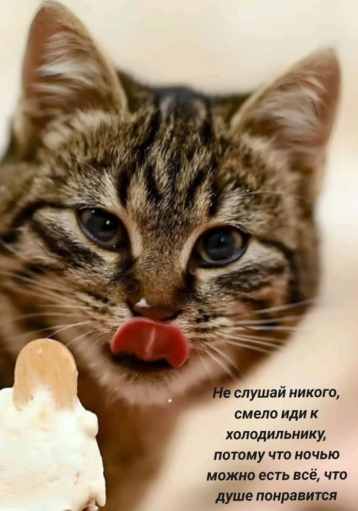 Не слушай никого, смело иди к холодильнику, потому что ночью можно есть всё, что душе понравится.