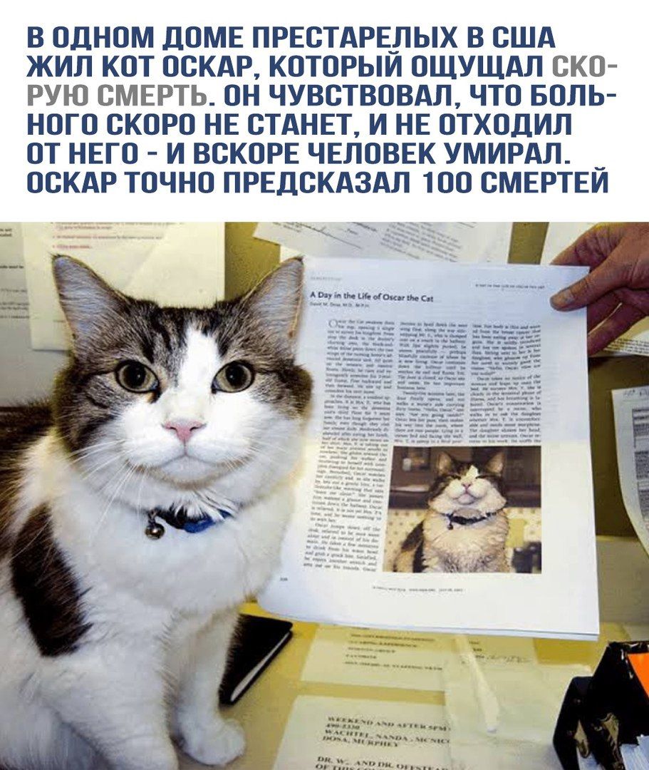 В ОДНОМ ДОМЕ ПРЕСТАРЕЛЫХ В США ЖИЛ КОТ ОСКАР, КОТОРЫЙ ОЩУЩАЛ СКОРОЮ СМЕРТЬ. ОН ЧУВСТВОВАЛ, ЧТО БОЛЬНОГО СКОРО НЕ СТАНЕТ, И НЕ ОТХОДИЛ ОТ НЕГО - И ВСКОРЕ ЧЕЛОВЕК УМИРАЛ. ОСКАР ТОЧНО ПРЕДСКАЗАЛ 100 СМЕРТЕЙ