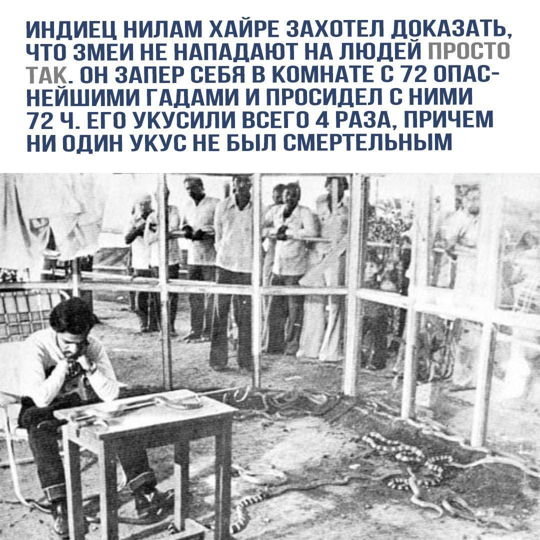 ИНДИЕЦ НИЛАМ ХАЙРЕ ЗАХОТЕЛ ДОКАЗАТЬ, ЧТО ЗМЕИ НЕ НАПАДАЮТ НА ЛЮДЕЙ ПРОСТО ТАК. ОН ЗАПЕР СЕБЯ В КОМНАТЕ С 72 ОПАСНЕЙШИМИ ГАДАМИ И ПРОСИДЕЛ С НИМИ 72 Ч. ЕГО УКУСИЛИ ВСЕГО 4 РАЗА, ПРИЧЁМ НИ ОДИН УКУС НЕ БЫЛ СМЕРТЕЛЬНЫМ