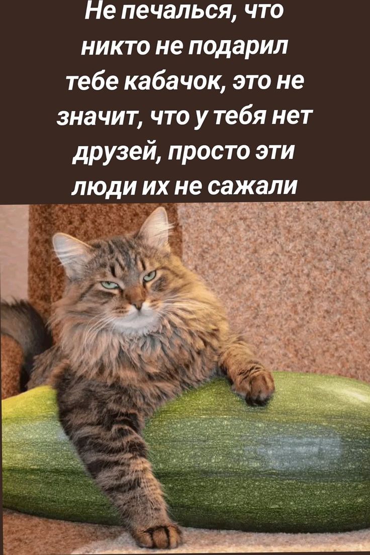Не печалься, что никто не подарил тебе кабачок, это не значит, что у тебя нет друзей, просто эти люди их не сажали
