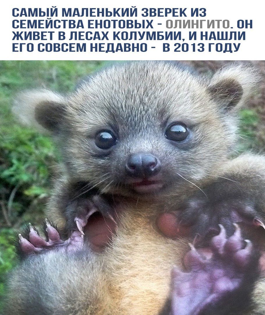 САМЫЙ МАЛЕНЬКИЙ ЗВЕРЕК ИЗ СЕМЕЙСТВА ЕНОТНЫХ - ОЛИНГИТО. ОН ЖИВЕТ В ЛЕСАХ КОЛУМБИИ, И НАШЛИ ЕГО СОВСЕМ НЕДАВНО - В 2013 ГОДУ