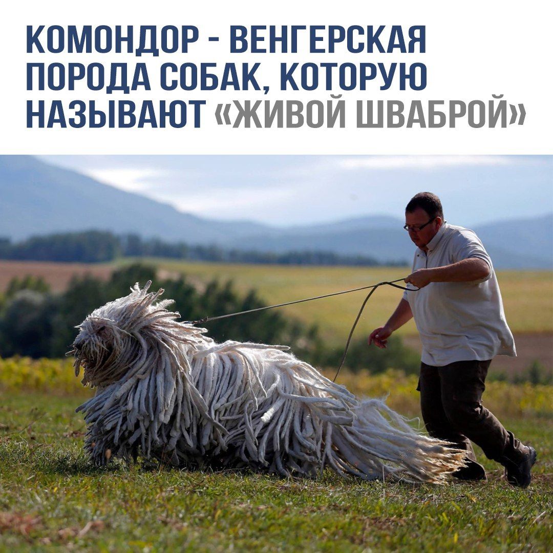 КОМОНДОР - ВЕНГЕРСКАЯ ПОРОДА СОБАК, КОТОРУЮ НАЗЫВАЮТ «ЖИВОЙ ШАВРОЙ»