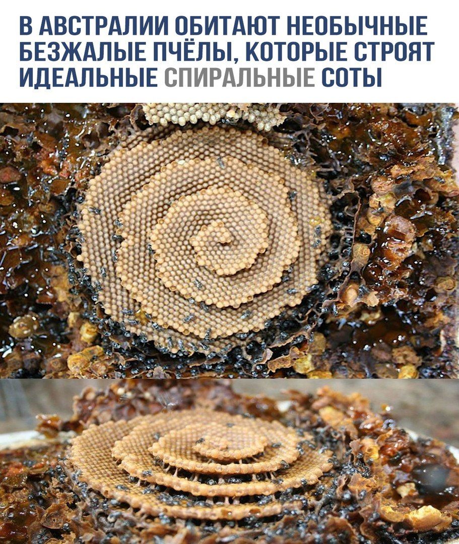 В Австралии обитают необычные безжалостные пчёлы, которые строят идеальные спиральные соты.