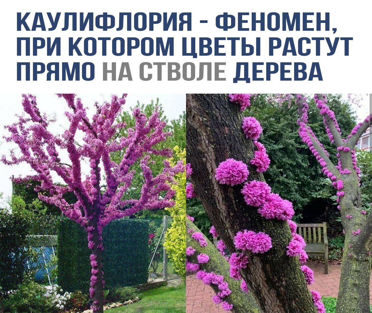 Каулифлория - феномен, при котором цветы растут прямо на стволе дерева
