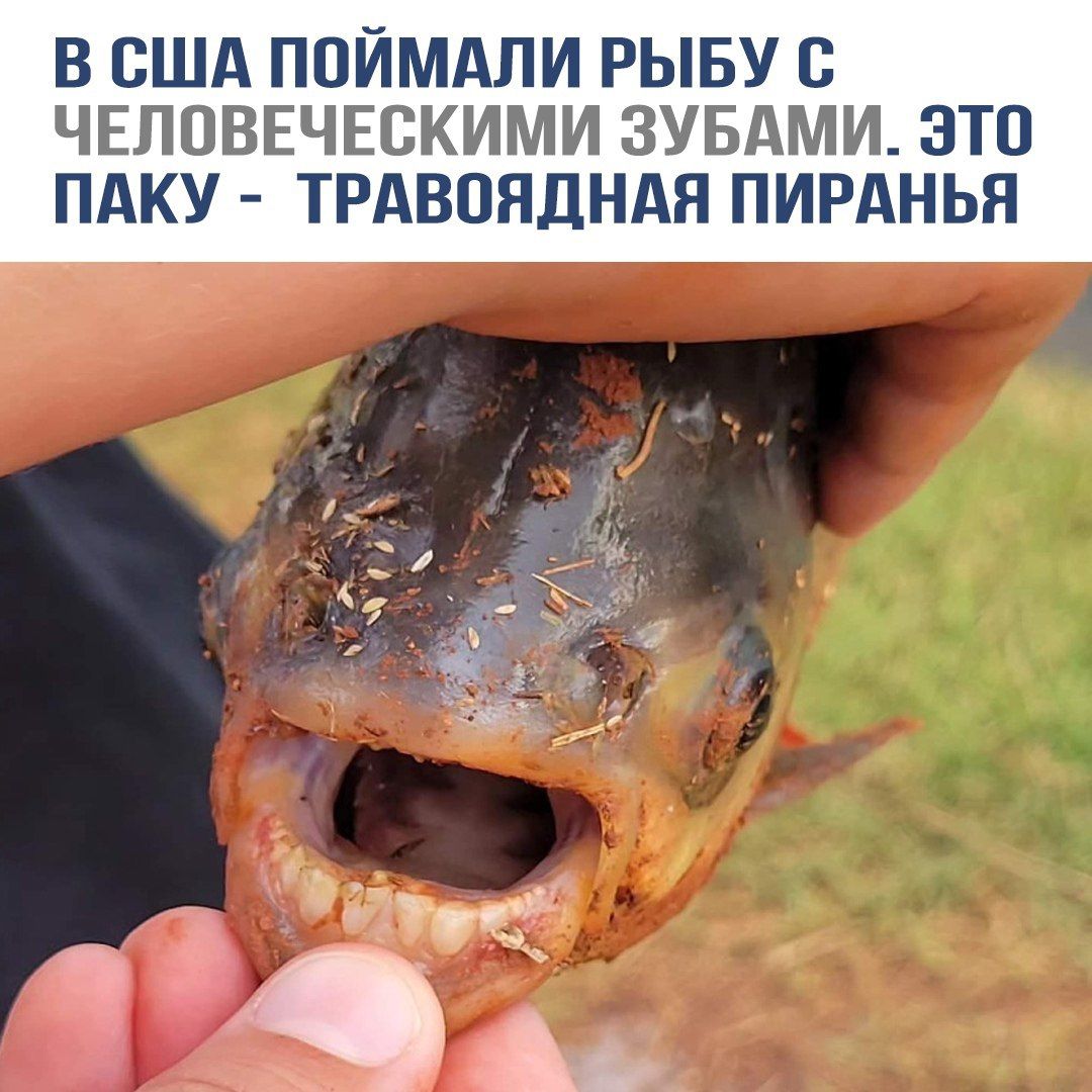 В США поймали рыбу с человеческими зубами. Это паку - травоядная пирания.