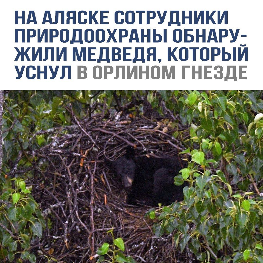 НА АЛЯСКЕ СОТРУДНИКИ ПРИРОДООХРАНЫ ОБНАРУЖИЛИ МЕДВЕДЯ, КОТОРЫЙ УСНУЛ В ОРЛИНОМ ГНЕЗДЕ