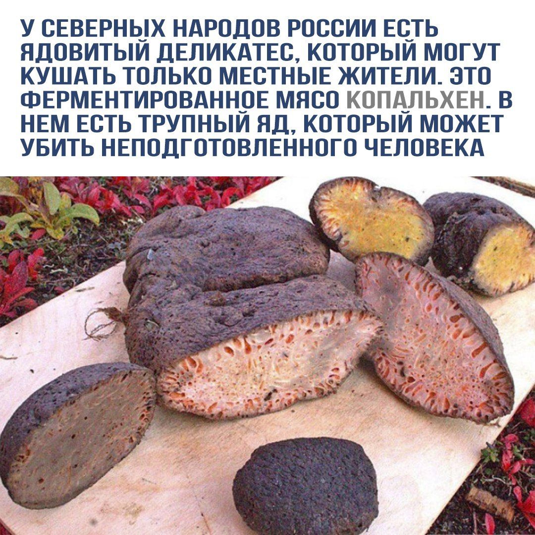 У северных народов России есть ядовитый деликатес, который могут кушать только местные жители. Это ферментированное мясо копальхен. В нём есть тру́пный яд, который может убить неподготовленного человека.