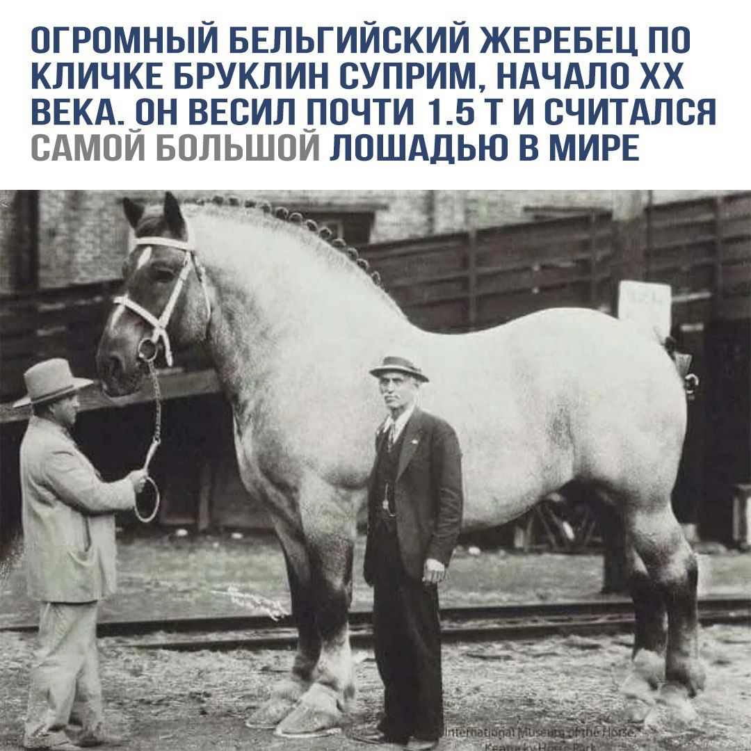 ОГРОМНЫЙ БЕЛЬГИЙСКИЙ ЖЕРЕБЕЦ ПО КЛИЧКЕ БРУКЛИН СУПРИМ, НАЧАЛО XX ВЕКА. ОН ВЕСИЛ ПОЧТИ 1.5 Т И СЧИТАЛСЯ САМОЙ БОЛЬШОЙ ЛОШАДЬЮ В МИРЕ