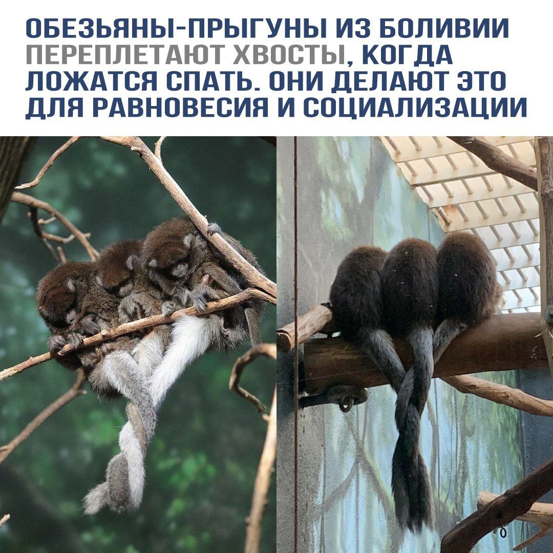 Обезьяны-прыгуны из Боливии переплетают хвосты, когда ложатся спать. Они делают это для равновесия и социализации.