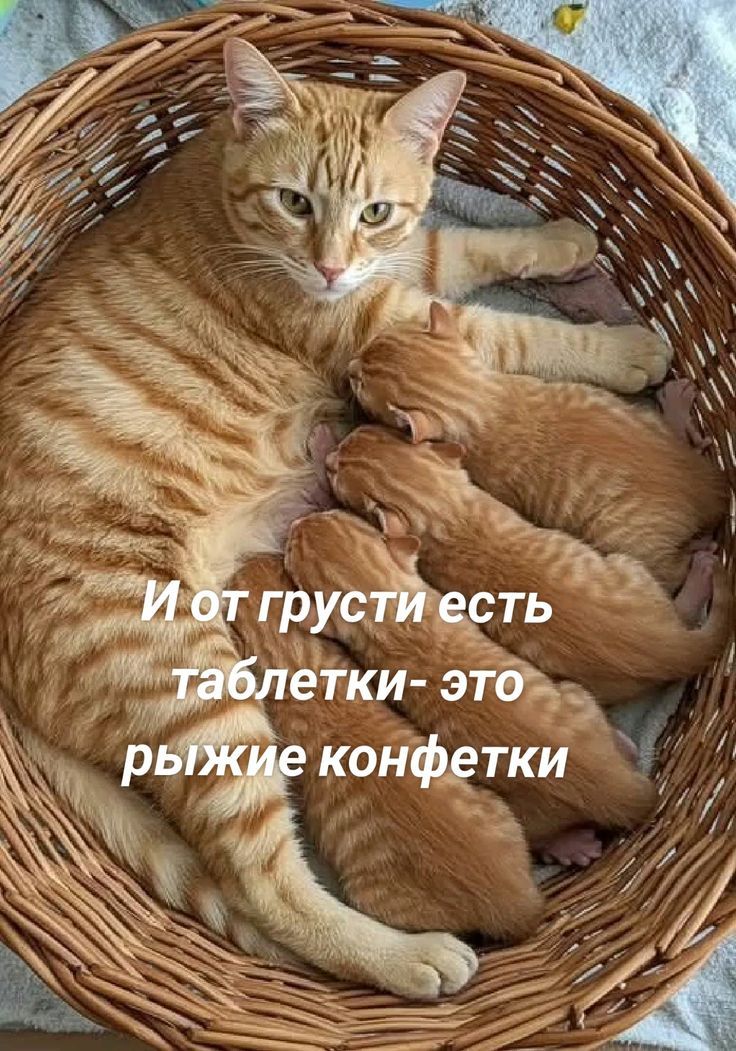 И от грусти есть таблетки- это рыжие конфетки
