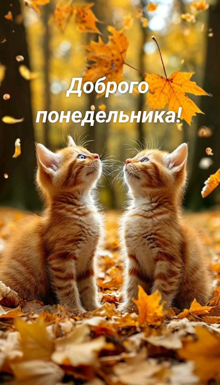 Доброго понедельника!