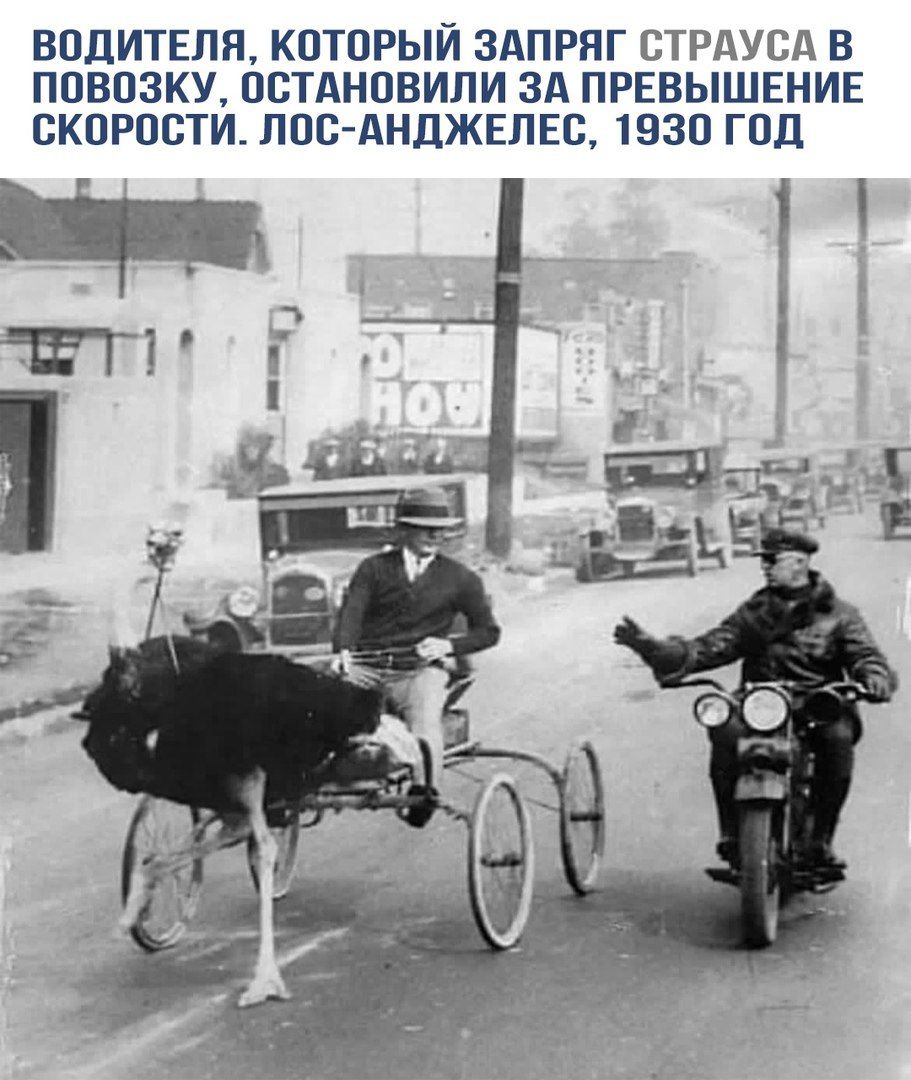 Водителя, который запряг страуса в повозку, остановили за превышение скорости. Лос-Анджелес, 1930 год.