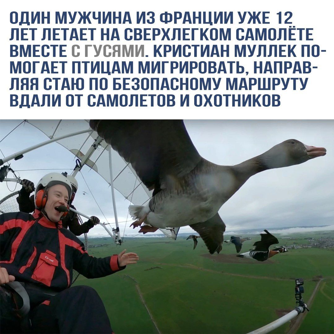 ОДИН МУЖЧИНА ИЗ ФРАНЦИИ УЖЕ 12 ЛЕТ ЛЕТАЕТ НА СВЕРХЛЕГКОМ САМОЛЁТЕ ВМЕСТЕ С ГУСЯМИ. КРИСТИАН МУЛЛЕК ПОМОГАЕТ ПТИЦАМ МИГРИРОВАТЬ, НАПРАВЛЯЯ СТАНО ПО БЕЗОПАСНОМУ МАРШРУТУ ВДАЛИ ОТ САМОЛЕТОВ И ОХОТНИКОВ