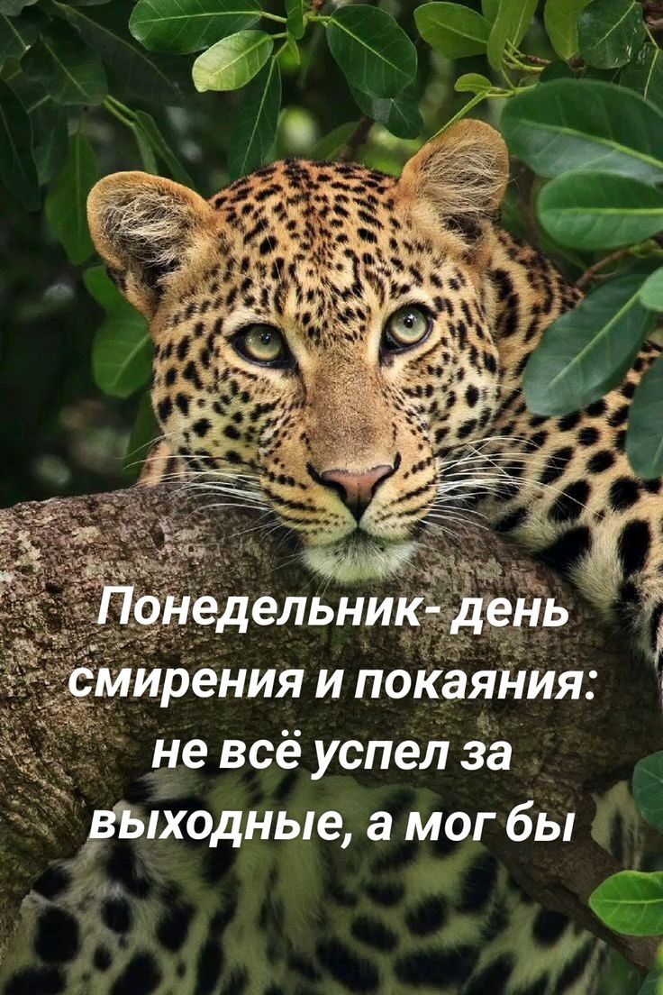 Понедельник - день смирения и покаяния: не всё успел за выходные, а мог бы