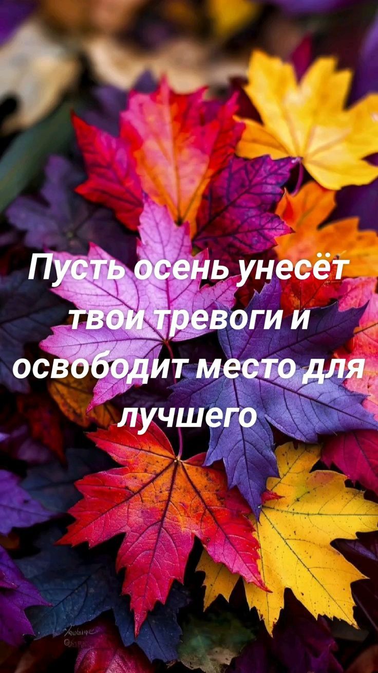 Пусть осень унесёт твои тревоги и освободит место для лучшего