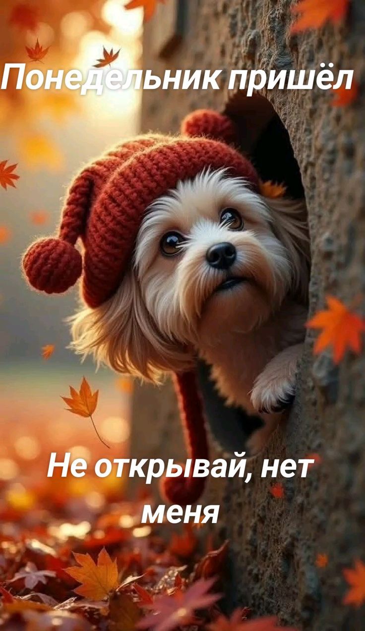 Понедельник пришёл
Не открывай, нет меня
