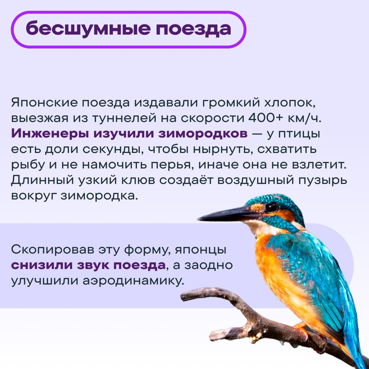 бесшумные поезда

Японские поезда издавали громкий хлопок, выезжая из туннелей на скорости 400+ км/ч. Инженеры изучили зимородков — у птицы есть доли секунды, чтобы нырнуть, схватить рыбу и не намочить перь, иначе она не взлетит. Длинный узкий клюв создает воздушный вихрь вокруг зимородка.

Скопировав эту форму, японцы снизили звук поезда, а заодно улучшили аэродинамику.