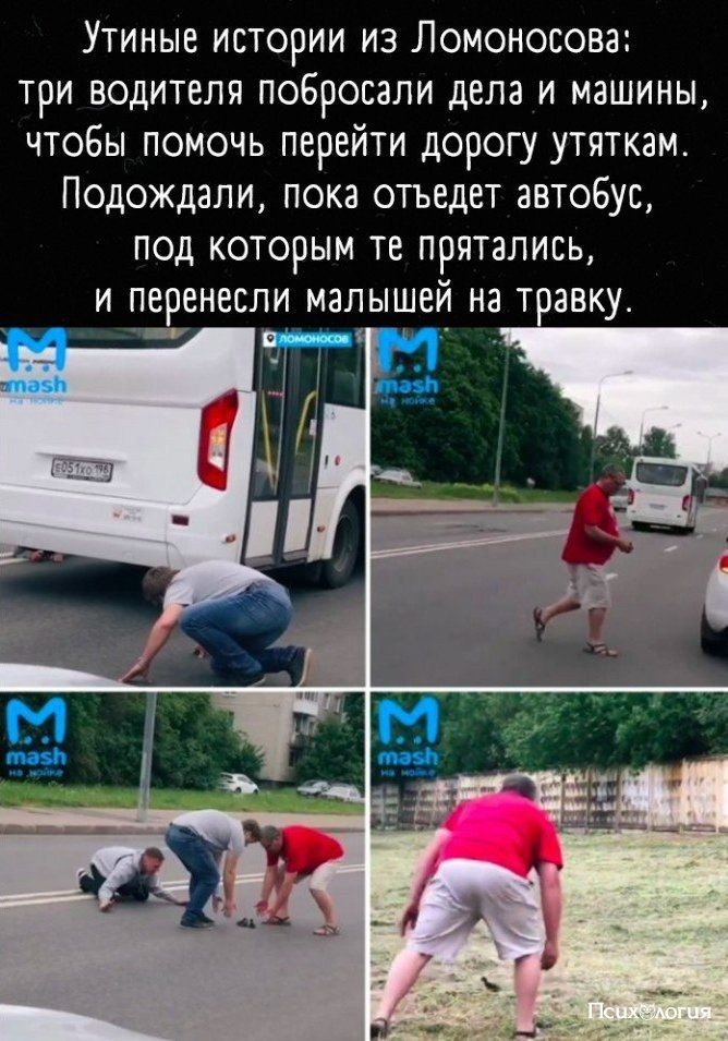 Утиные истории из Ломоносовa: три водителя побросали дела и машины, чтобы помочь перейти дорогу утяткам. Подождали, пока отъедет автобус, под которым те прятались, и перенесли малышей на травку.