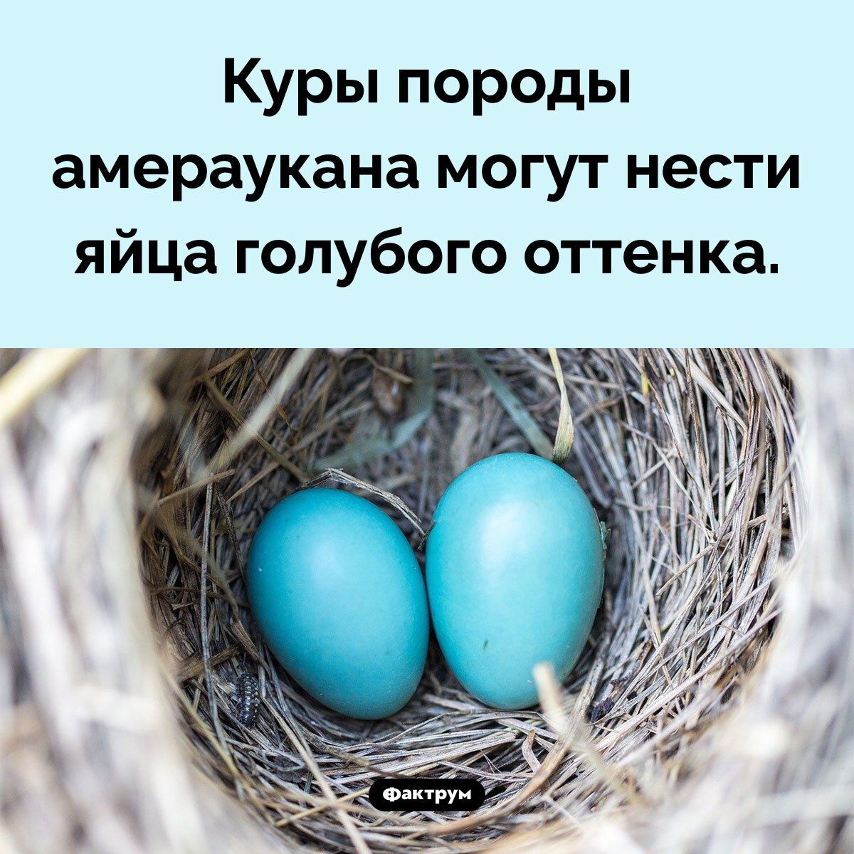 Куры породы амераукана могут нести яйца голубого оттенка.