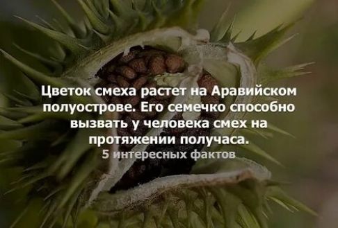 Цветок смеха растет на Аравийском полуострове. Его семечко способно вызвать у человека смех на протяжении получаса.
5 интересных фактов
