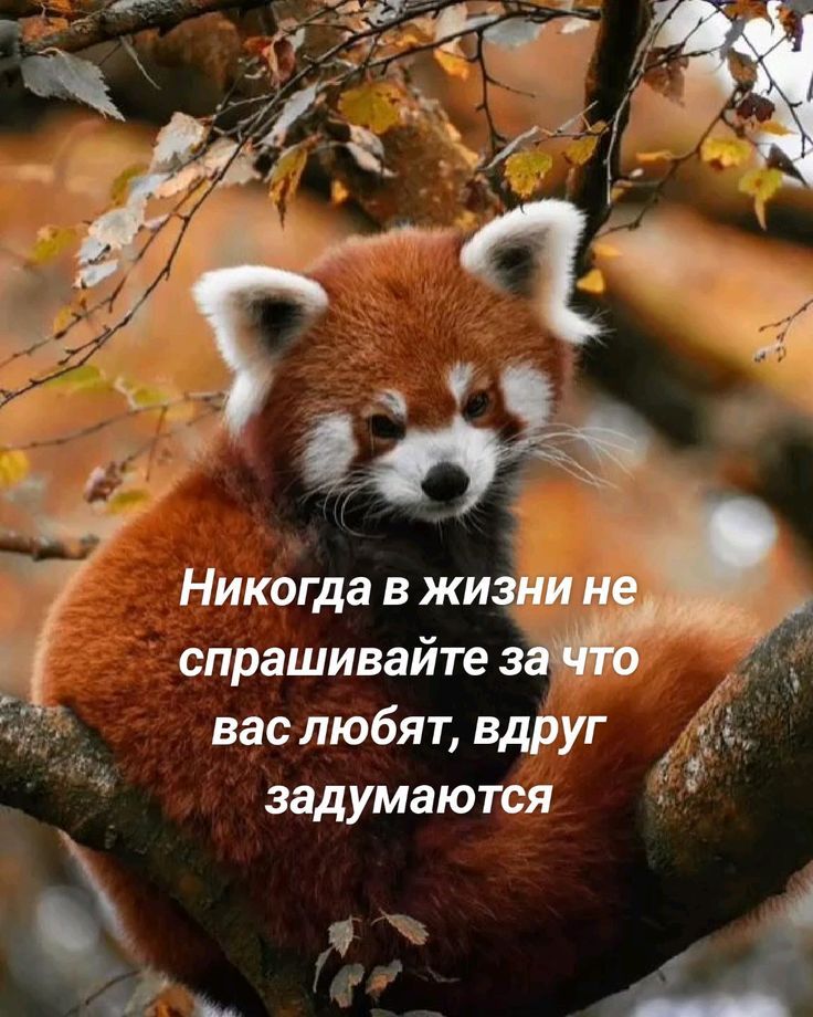 Никогда в жизни не спрашивайте за что вас любят, вдруг задаются.