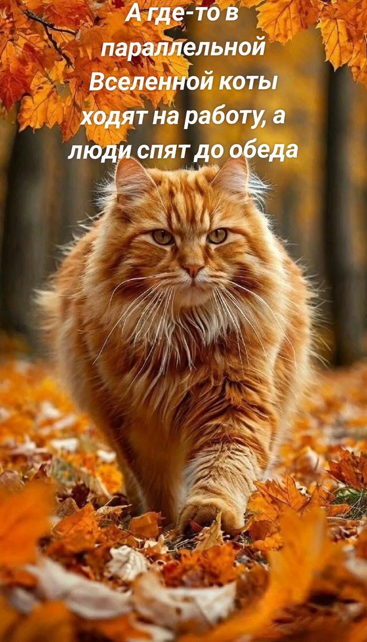 А где-то в параллельной Вселенной коты ходят на работу, а люди спят до обеда