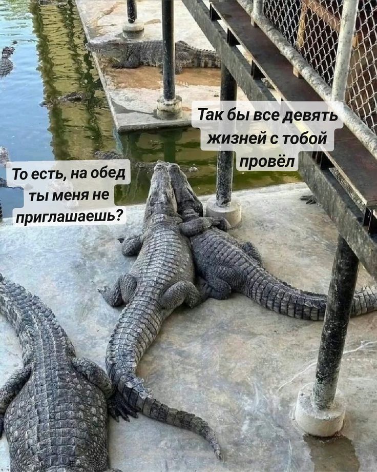 Так бы все девять жизней с тобой провёл
То есть, на обед ты меня не приглашаешь?